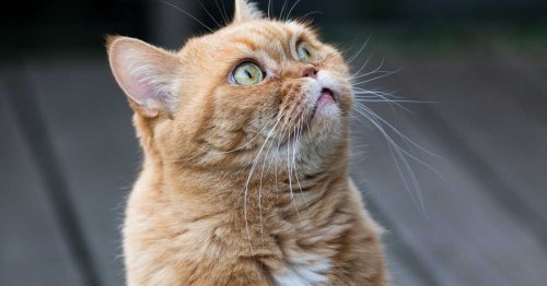 Qu’est-ce que le chat de Geoffroy, ce félin méconnu qui ressemble à un mini léopard ?