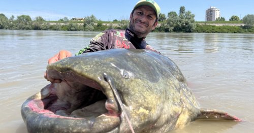 Avec cet énorme poisson chat, ce pêcheur aurait pu battre le record du monde