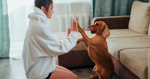 Arrêtez de gronder votre chien ! Voici 4 alternatives plus efficaces