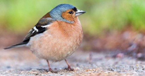 Comment les très fines pattes des oiseaux supportent-elles leur poids ?