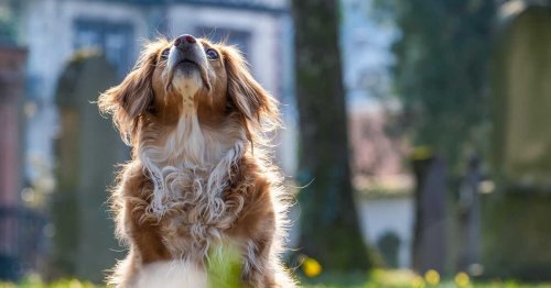 Les chiens peuvent-ils vraiment détecter les mauvaises personnes ?