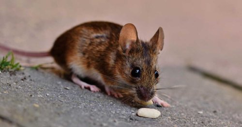 Comment détecter des crottes de rats ou de souris ?