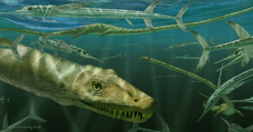 Des paléontologues découvrent un “dragon chinois” des mers !