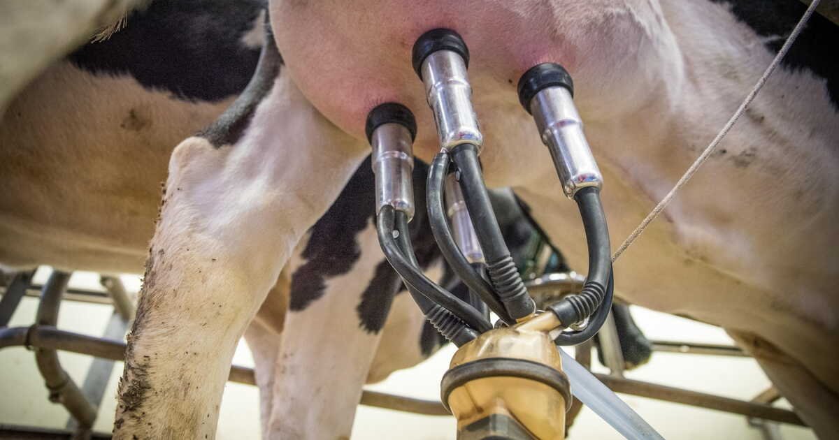 Une vache peut-elle faire du lait sans avoir eu un veau ?