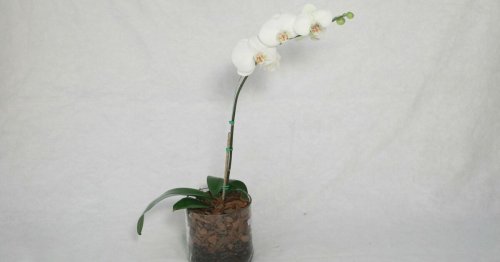 Combien de temps laisser tremper son orchidée dans l'eau ?