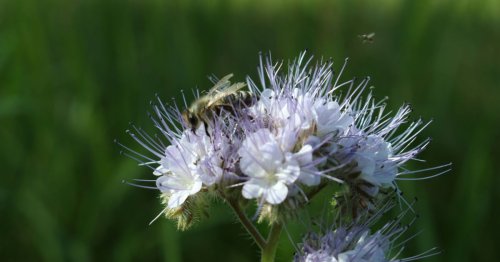 Jardin : cette plante d'avril est redoutable contre les pucerons et enrichit le sol !