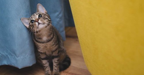 Les chats aiment-ils les bisous ?