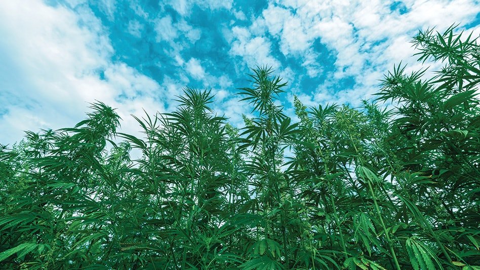 Is It Time for Hemp Growers to Worry About The 2024 Farm Bill? Flipboard