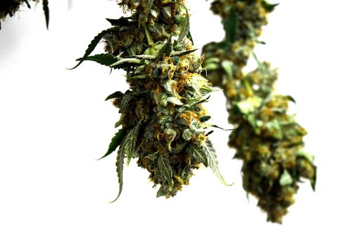 15 Cannabis Terpenes Explained | The Magic of Cannabis