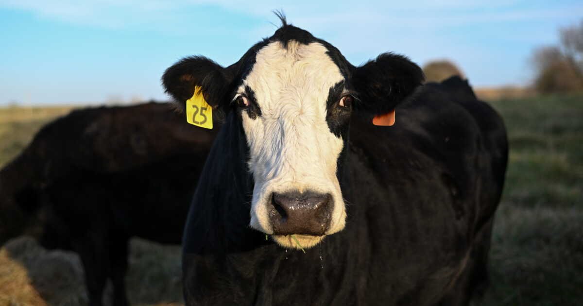 Crise agricole : aucun bovin ne sera présenté au Salon de l’Agriculture cette année