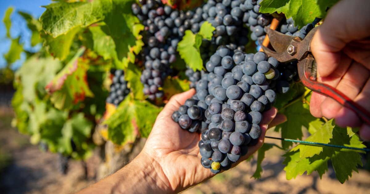 Les récoltes en péril cette année ? Les vignobles ne parviennent pas à recruter