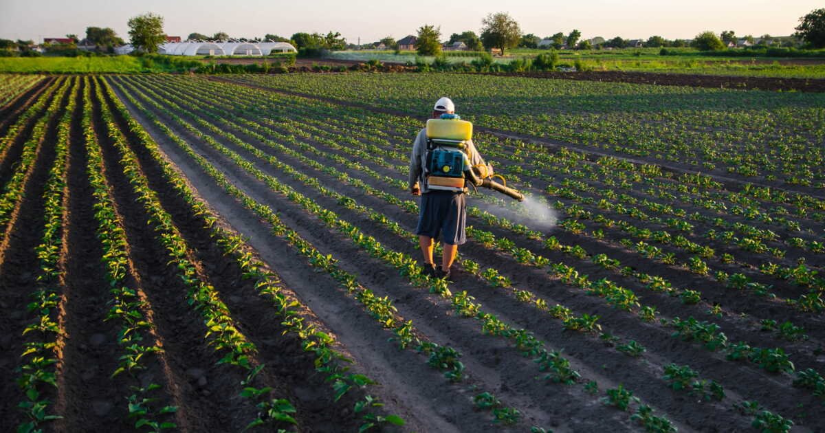 Loi Duplomb : c’est quoi ce pesticide banni qui menace de revenir dans nos champs et nos assiettes ?