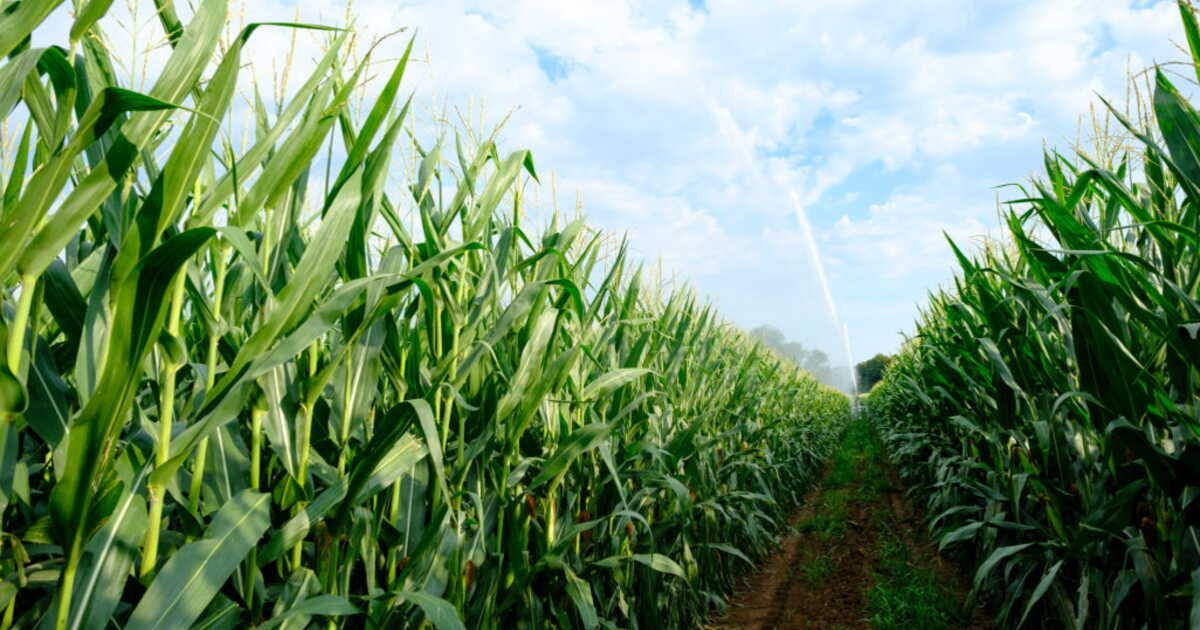 Breizh Cola, Père Dodu, Florette… Un géant français de l’agro va bientôt naître