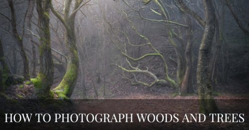 How to Photograph Forests and Trees