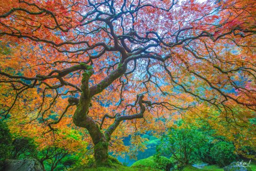 Photographer of the Month: Aaron Reed