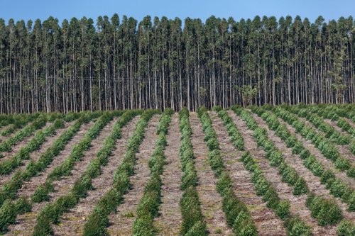 Guest post: Why CO2 removal is not equal and opposite to reducing emissions | Carbon Brief
