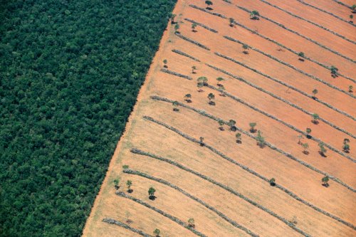 Land-use change has affected ‘almost a third’ of world’s terrain since 1960 | Carbon Brief