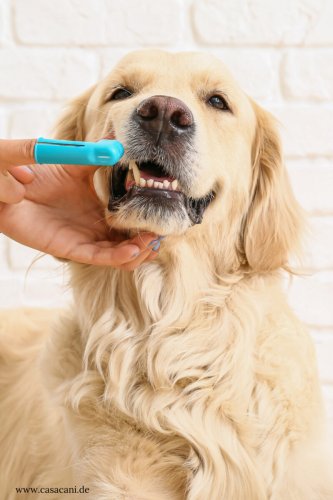 Zahnpflege beim Hund und was du wissen solltest