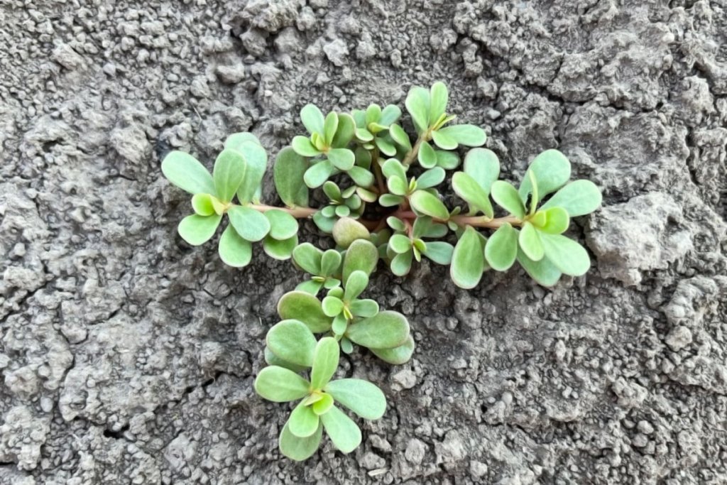 Giardinaggio - cover