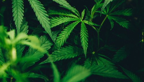 Börse - Aktie von Innocan Pharma - Ist der Höhenflug der CBD-Hoffnung vorerst gestoppt?