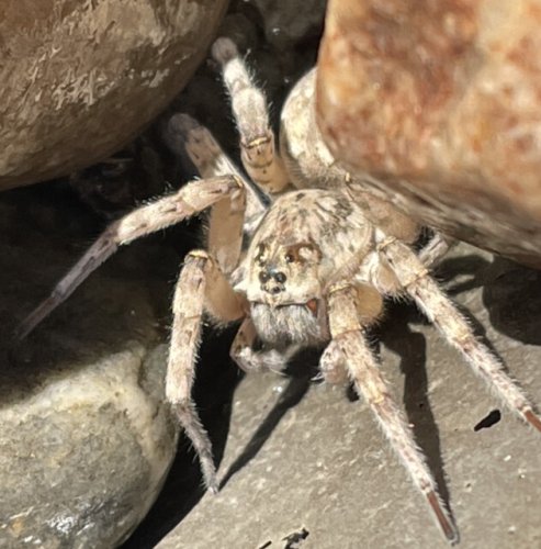 Work crew snapped a picture of fuzzy spider at Lakeshore Road home - Vernon News