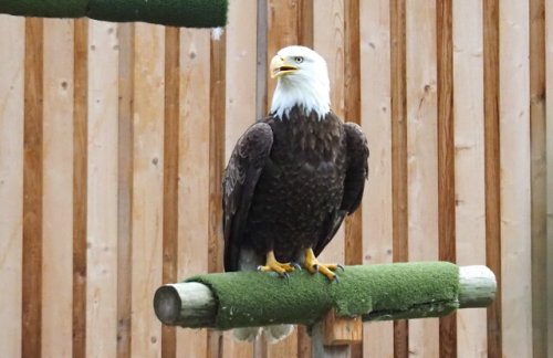Raptor Rescue Open House In South Okanagan House Draws A Crowd Oliver Osoyoos Flipboard