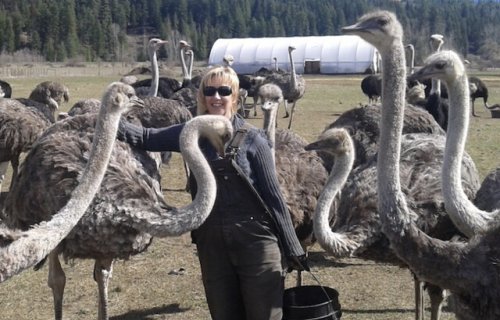 Rally planned for Vernon's Polson Park Thursday to save Edgewood ostriches (Vernon)