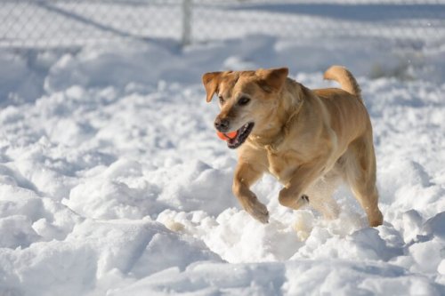 BC SPCA warning about the dangers of winter for pets (Kelowna)
