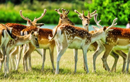 On eve of mass fallow deer kill, pleas to stop helicopter cull (BC)