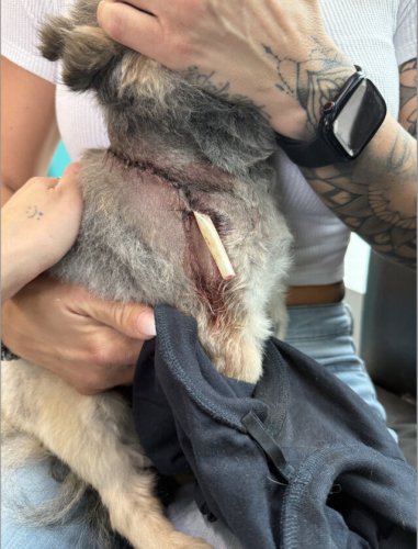 Penticton pet attacked by unleashed dog on river pathway, owner hopes to warn others