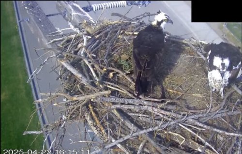 Osoyoos osprey camera restarts live streaming bird pair