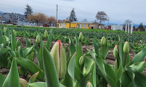 K.L.O. Farm Market invites Kelowna to first tulip festival (Kelowna)