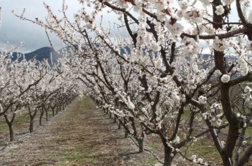 Innovation funding taking root at Okanagan tree fruit farms