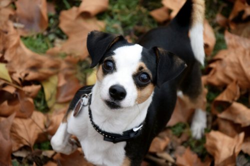 BC SPCA offering half-priced adoption - BC News