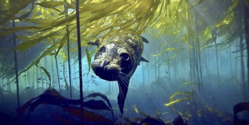 Rays of hope for kelp and climate in south Salish Sea