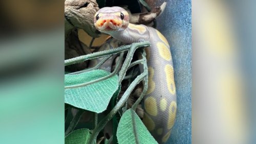 Store owner threatens to release video of snake theft if stolen python not returned (Kelowna)