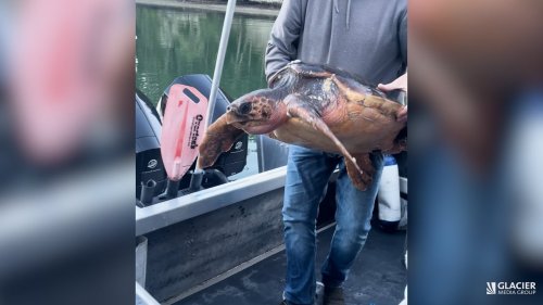 Sea turtle found at Pedder Bay only second ever found in B.C. waters