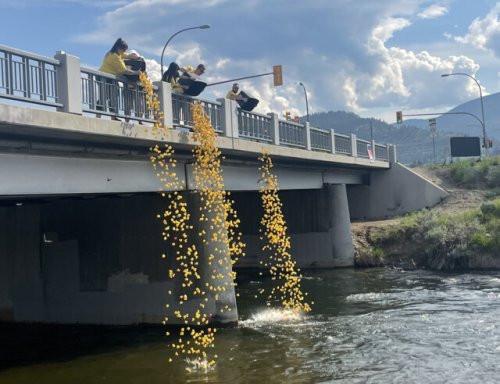 Penticton Channel rubber duck drop begins with 2000 dropped Saturday morning