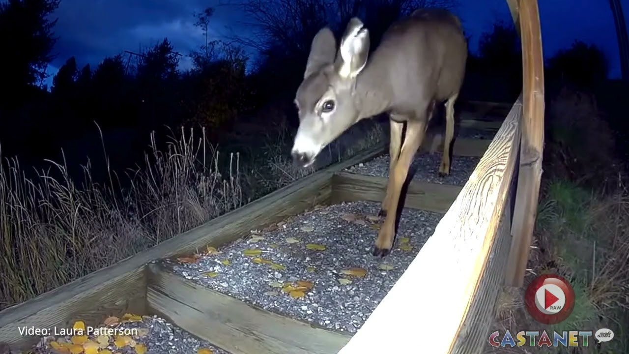 Coldstream resident captures numerous furry visitors on camera (Vernon)