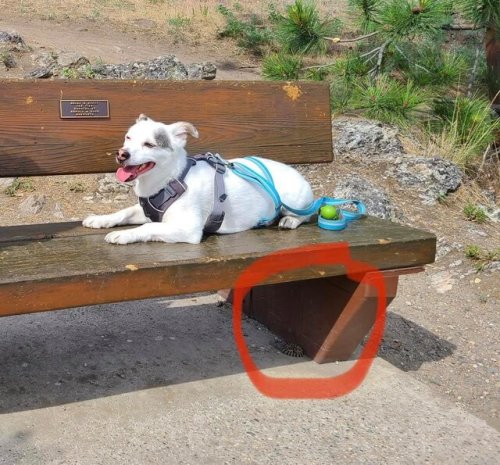 Dog bitten by rattlesnake in Kalamalka Lake Provincial Park (Vernon)