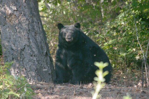 RDOS urges residents to store food as black bears emerge from hibernation (Oliver/Osoyoos)