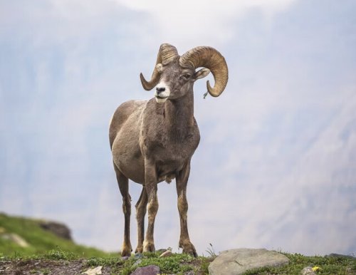 Kelowna man fined $13K for poaching ram near Lillooet