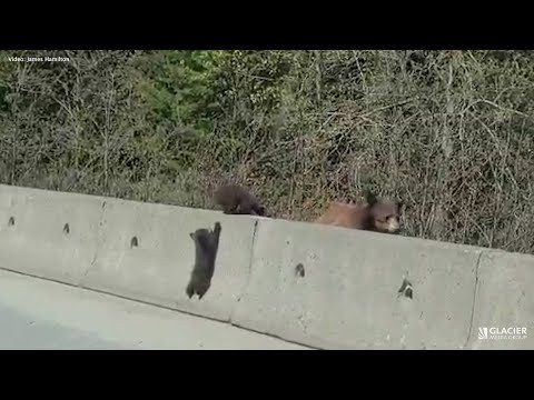 Hitting a wall: Adorable bear cubs climbing in Whistler - BC News