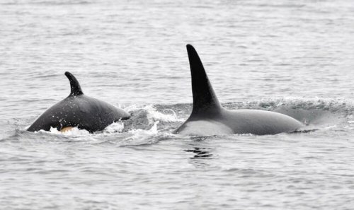 J-Pod orcas back in Salish Sea - along with healthy calf (BC)