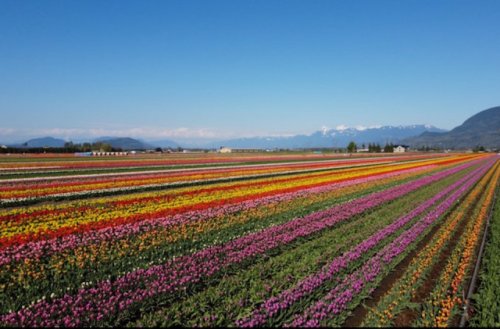 Canada's largest tulip festival to showcase over 35 acres of beautiful blooms (BC)
