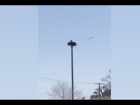 Osprey tries to evict Canada geese from nest in Lake Country - Vernon News