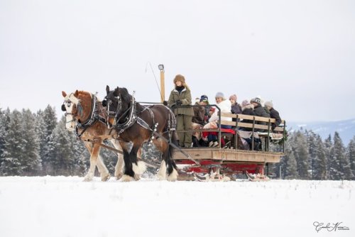 Horse drawn sleigh rides back for holiday season in North Okanagan (Vernon)