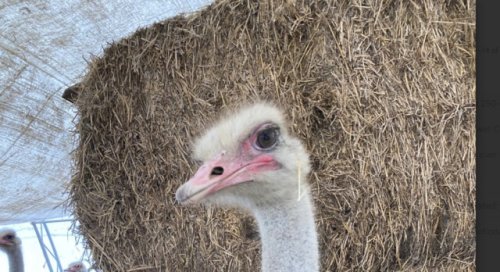 April 22 decision deadline passes and Universal Ostrich Farm Inc. owners wait judicial decision