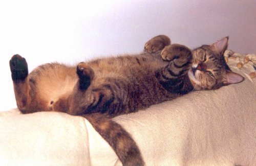 Relationships With Cats - cover