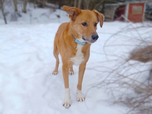 Helping Your New Dog Settle In: What Every Adopter Should Know - The Cat and Dog House